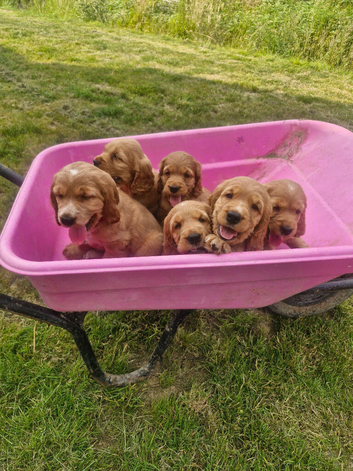 Golden Show type Cocker Spaniel puppies.