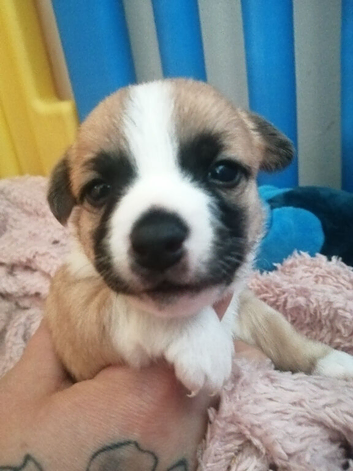 Jack chi pups