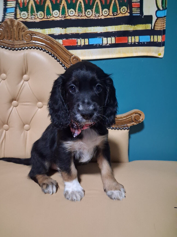 3 stunning kc registered Cocker spaniel puppies left