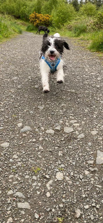 Lhasa lapso x jack Russell