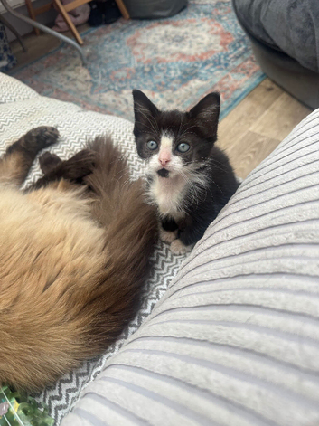 MALE KITTEN READY FOR NEW HOME