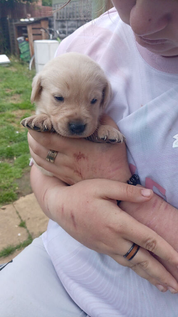 Litter of 8 beautiful goldadors