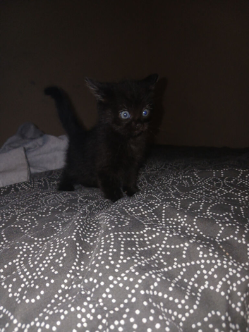 1 female black kitten