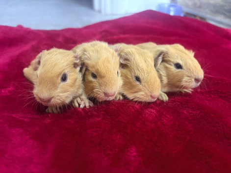 Baby pure californians