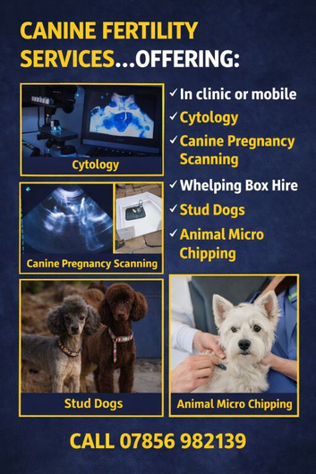 Canine fertility