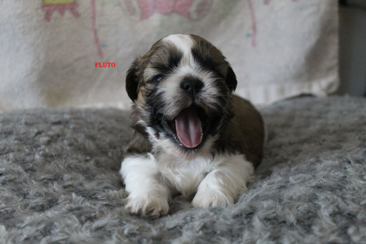 KC reg CUTE SHIH TZU BOY PUPPIES