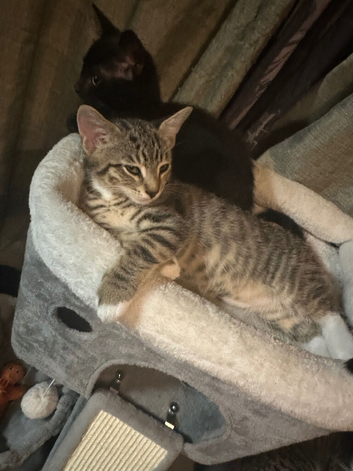 Two 12 week old bengal cross kittens
