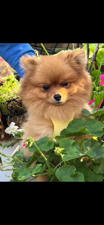 Stunning pomeranian female