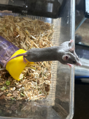 Fancy mice Baby&rsquo;s