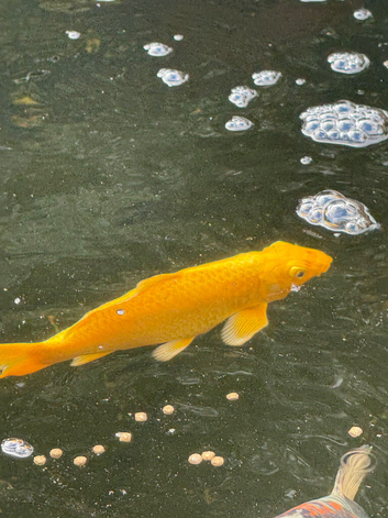 Japanese Yamabuki Ogon