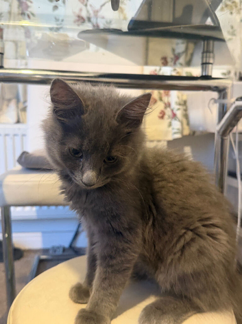 A longhair British kitten for sale in Cardiff.