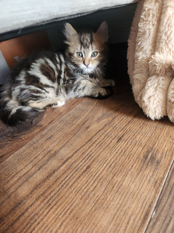 Female 5 month ginger silver tabby ,