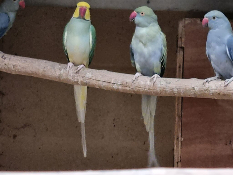 MUTATION RINGNECKS