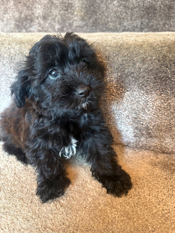 Beautiful F1 yorkiepoo READY NOW