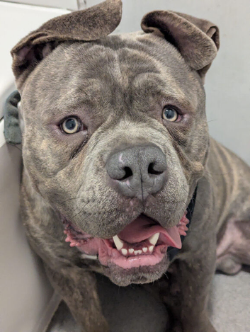 Pocket bully x cane corso
