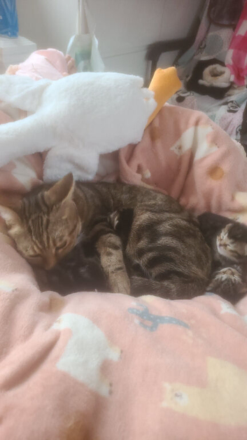 Stunning unique kittens