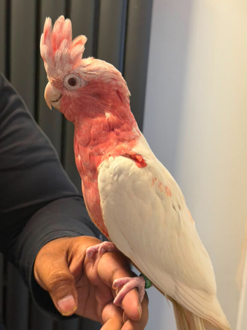 Handreard lutino galah cockatoo for sale or px