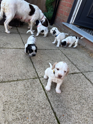 6 beautiful sprocker cross puppy's for sale
