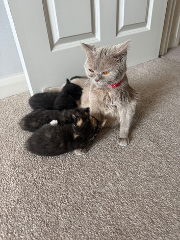 6 Adorable Kittens Looking for Loving Homes