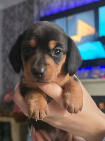 Minature dachshund