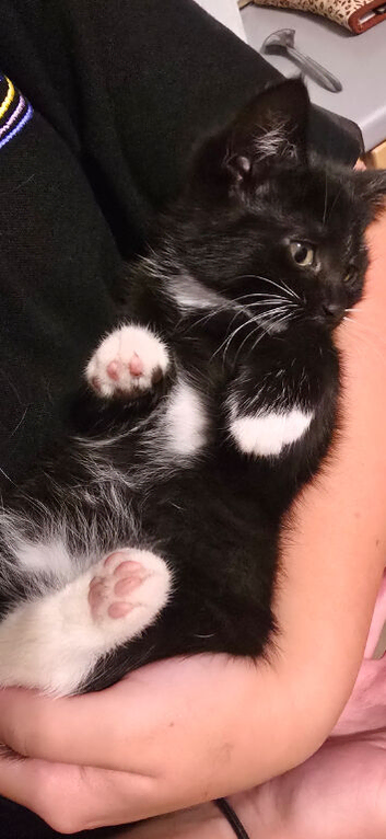 2 fluffy female kittens