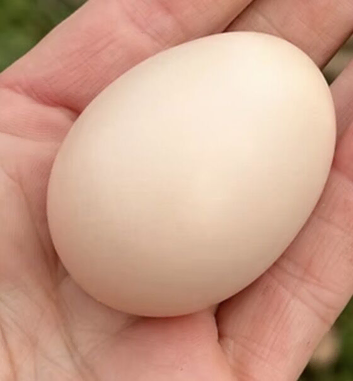 Pure breed Ayam Cemani fertilised eggs and chicks