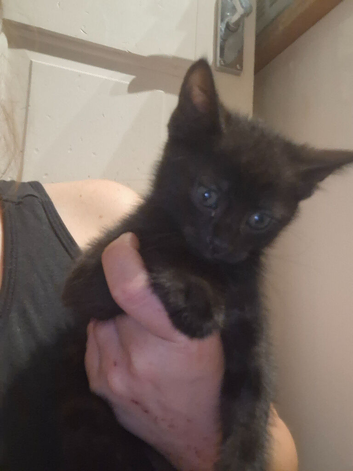 Kittens for sale!
