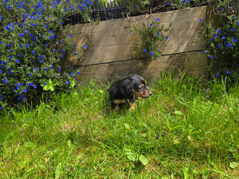 Long haired dachshunds puppies