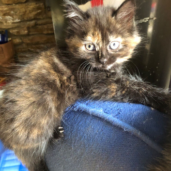 Gorgeous healthy playful kittens