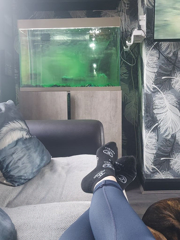 1 fish and full set up with stand
