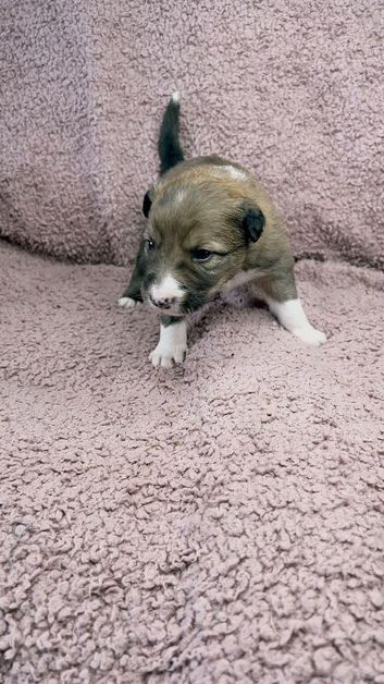 Stunning Merle Border Collie puppies for sale
