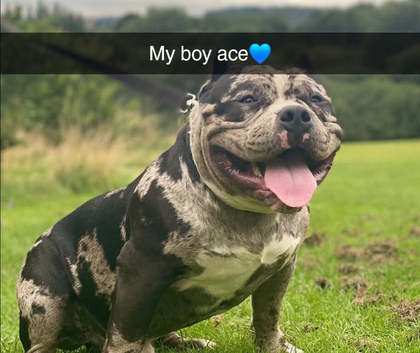 Dog for sale