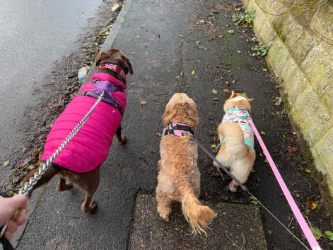 Dollys Pet Care