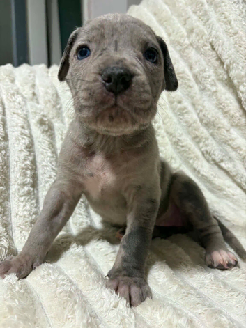 Cane corso x catahoula leopard