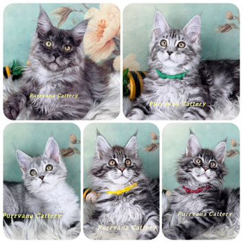 TICA registration Maine coon kittens Ready Now