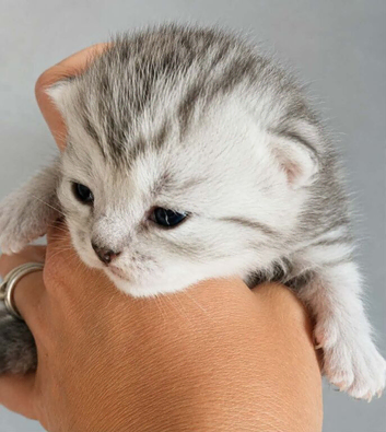 Boy Chinchilla Persian Cross - Ready 28/09/26