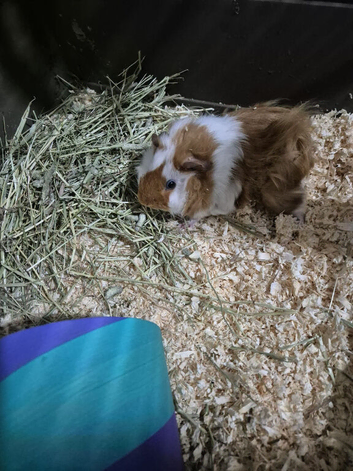 Two Male Guinea pigs