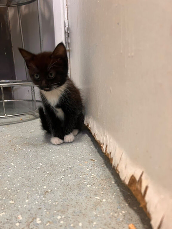 Kittens for sale