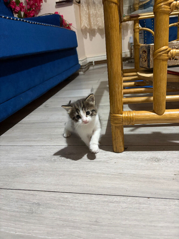 mixed-breed kittens