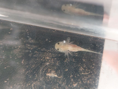 Leucistic 'pink' Axololts