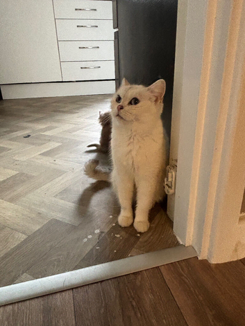 British shorthaired female