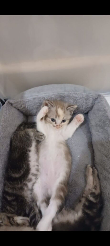7wks old female