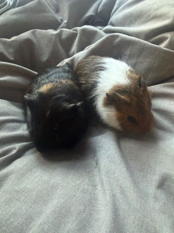 Guinea pigs