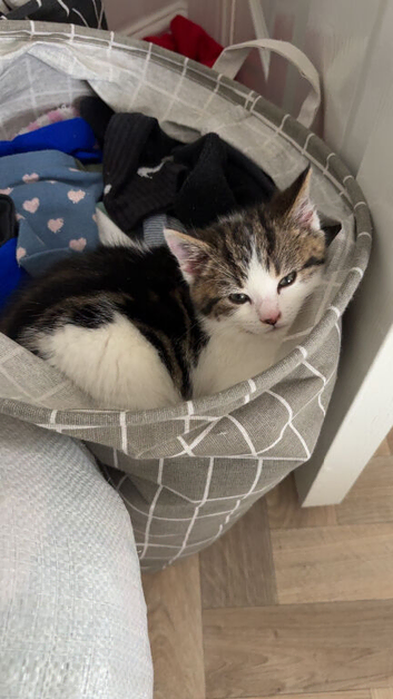 Kitten