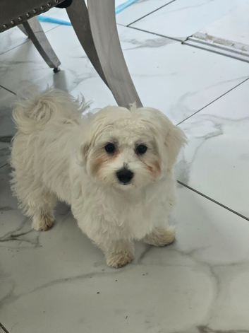 Maltese xxs