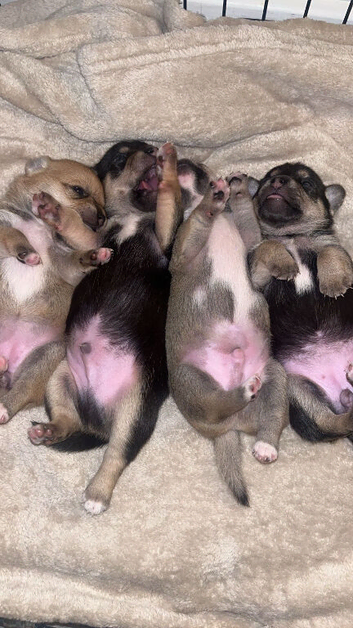Absolutely stunning tiny puppies