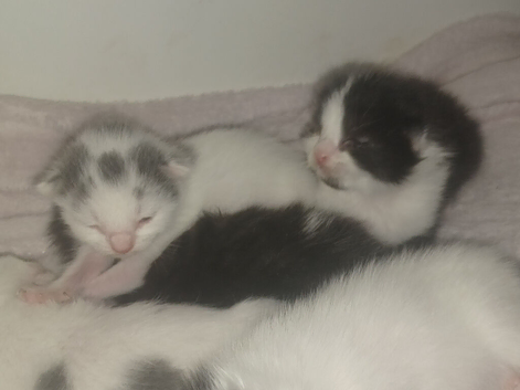 Domestic short hair cross maincoon babys only 1 week old