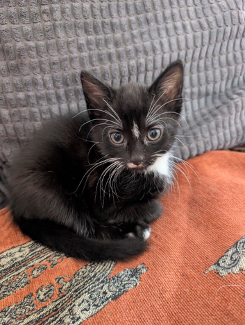 Three kittens looking for forever home