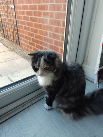 9 month old Persian x Scottish Fold female for sale