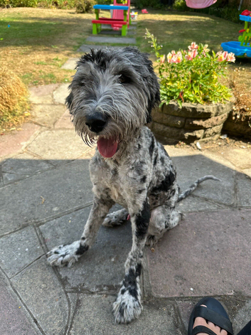 Blue Merle bernedoodle boy